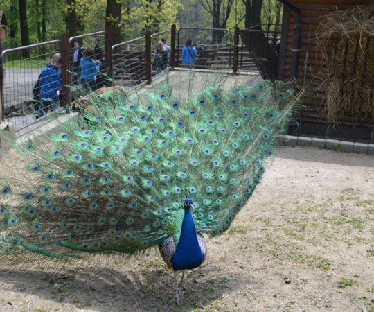 Zoologická zahrada v Ostravě