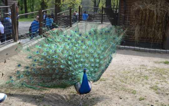 Zoologická zahrada v Ostravě